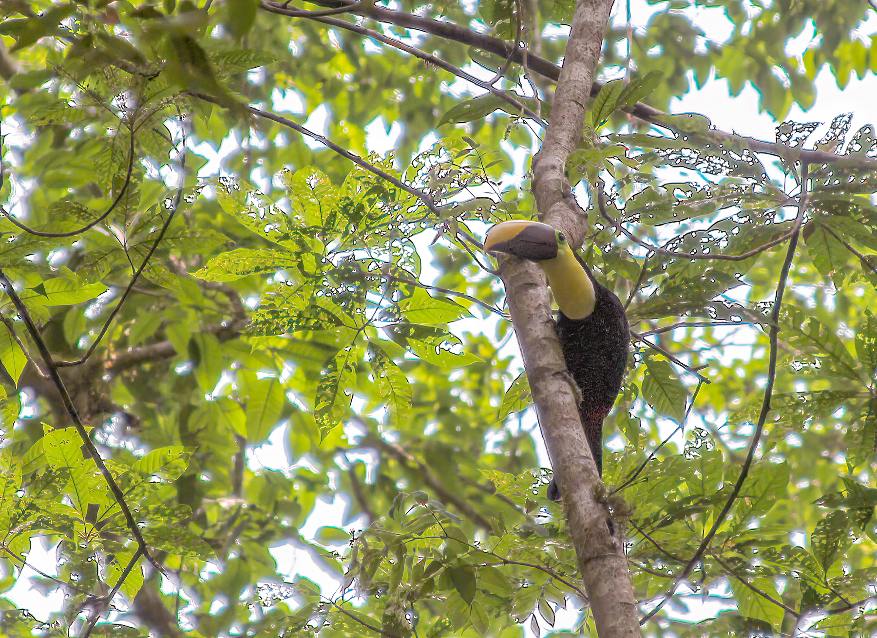 Yellow Toucan, Carara National Park, Costa Rica